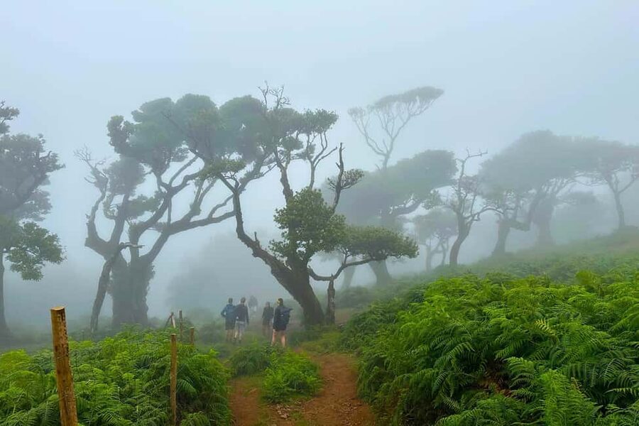 Fanal / Assobiadores - Levada Walk - Chão da Ribeira and the changing scenery