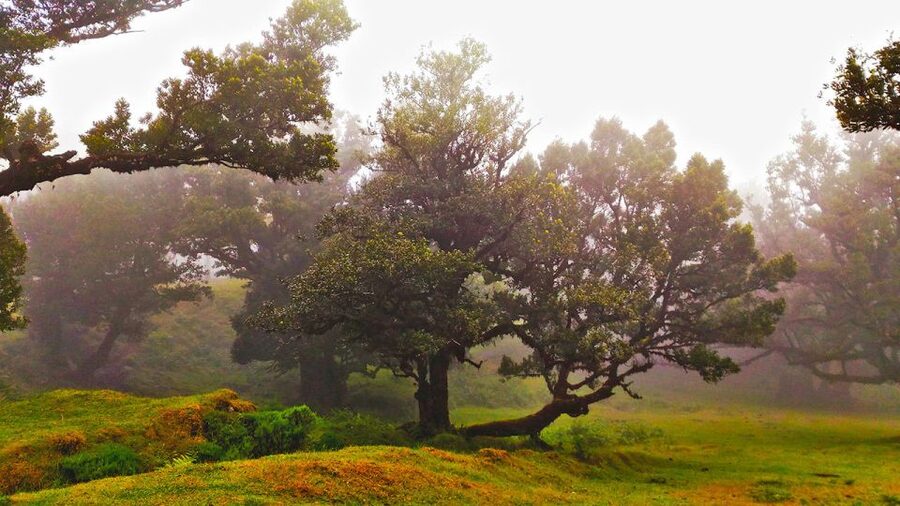 Fanal / Assobiadores - Levada Walk - Arriving in Fanal among ancient trees