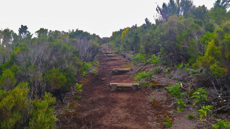 Fanal / Assobiadores - Levada Walk - What the guide adds to the day