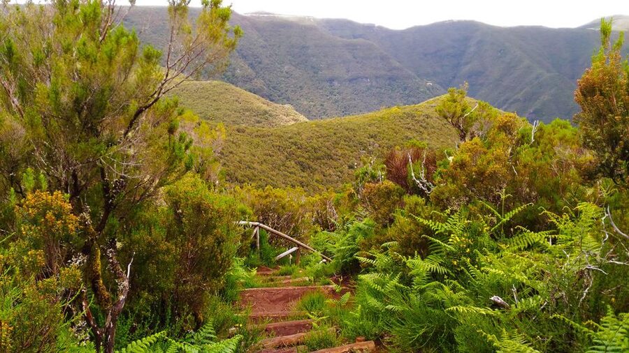 Fanal / Assobiadores - Levada Walk - Food, pickup, and the $50 value