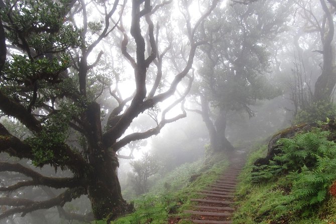 Fanal -Enchanted Forest - Why Fanal Forest feels different