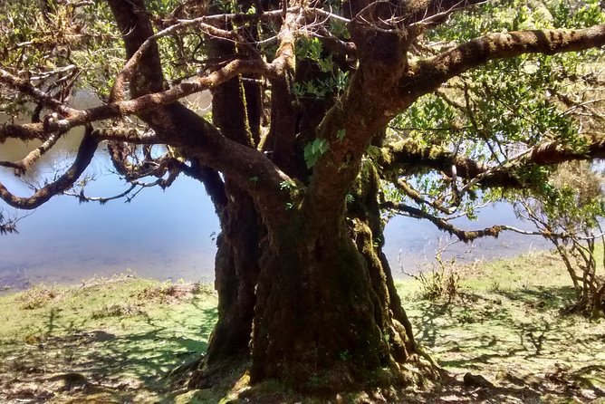 Fanal -Enchanted Forest - Possible north-coast additions