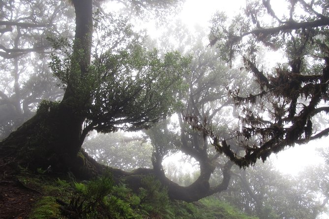 Fanal -Enchanted Forest - Is the $72.41 price good value?