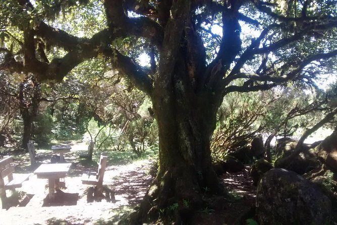 Fanal -Enchanted Forest - The booking risks you should understand