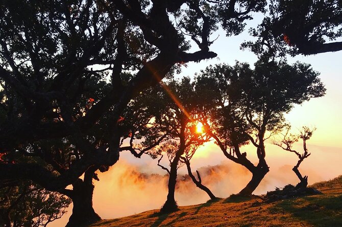 Fanal Forest Private Sunset Hike - Who should book this Fanal hike?