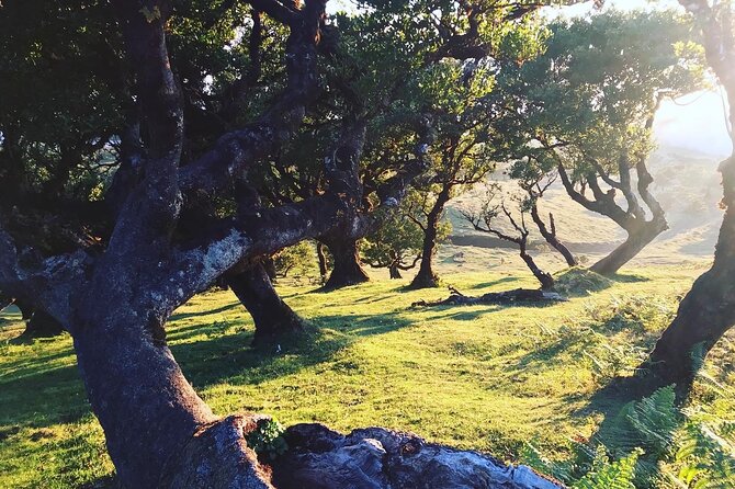 Fanal Forest Private Sunset Hike - My verdict: a strong choice for a quiet, personal Fanal visit