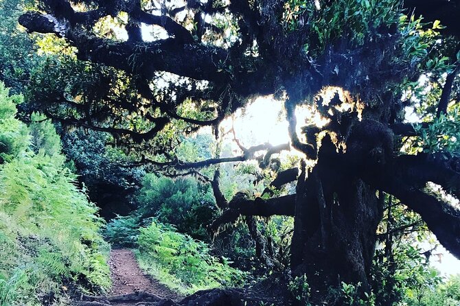 Fanal Forest Private Sunset Hike - Sunset views above the clouds, when conditions cooperate