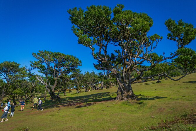 Fanal & Porto Moniz - West Madeira Tour - Paul da Serra: Madeira’s high open country