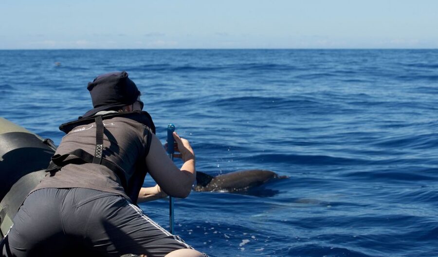 From Calheta: Madeira Whale and Dolphin Watching Boat Tour - Key points to know before you book