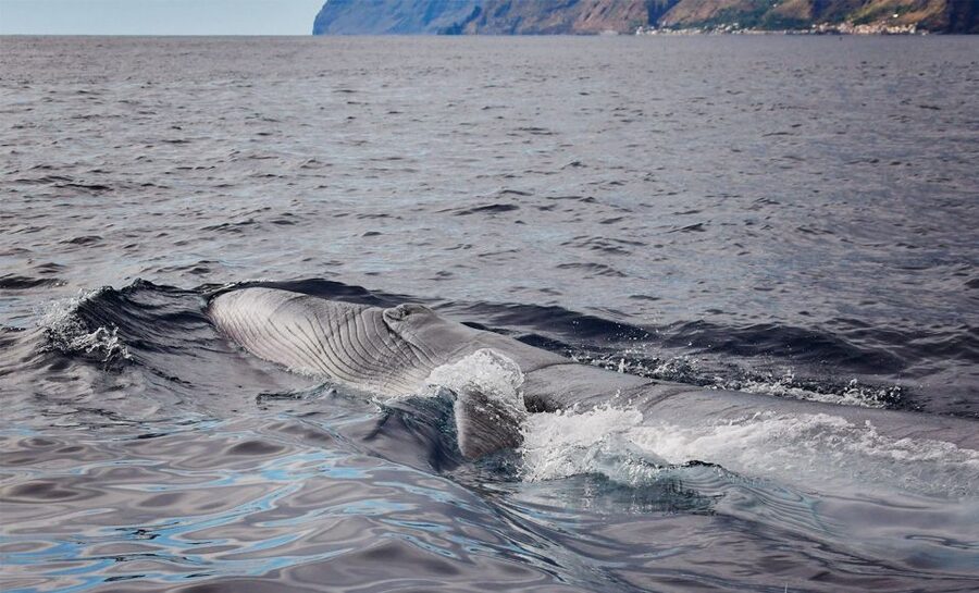 From Calheta: Madeira Whale and Dolphin Watching Boat Tour - Leaving Calheta Marina for the open sea
