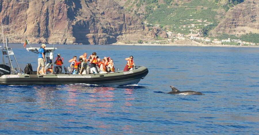 From Calheta: Madeira Whale and Dolphin Watching Boat Tour - A wildlife-first approach