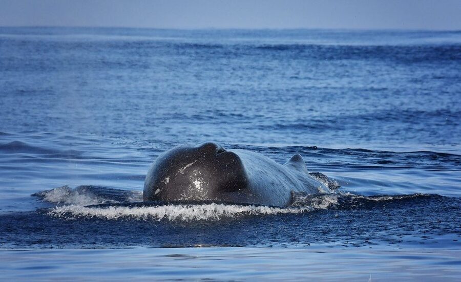 From Calheta: Madeira Whale and Dolphin Watching Boat Tour - How much value do you get for $67?