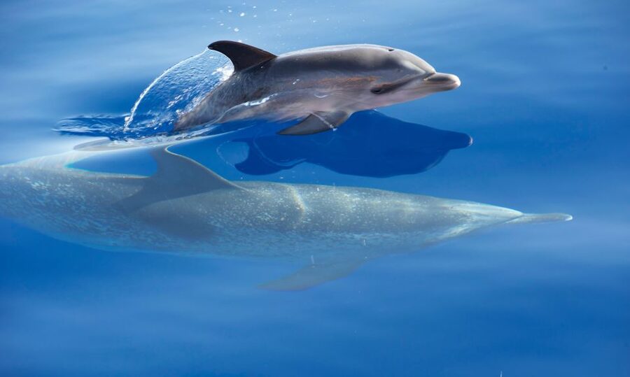From Calheta: Madeira Whale and Dolphin Watching Boat Tour - Who will enjoy this tour most?