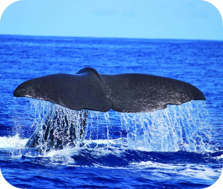 From Calheta: Whale and Dolphin Watching RIB Boat Tour - Key points to know before you book