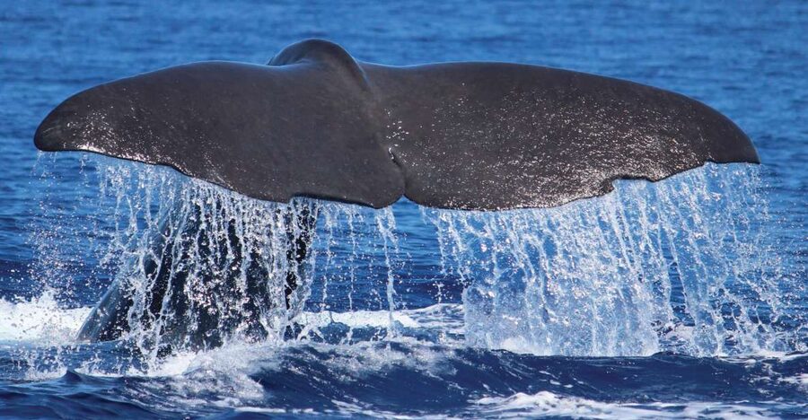 From Calheta: Whale and Dolphin Watching RIB Boat Tour - What you might see off Madeira