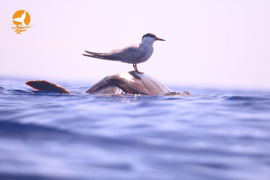 From Calheta: Whale and Dolphin Watching RIB Boat Tour - Wildlife watching with a light touch