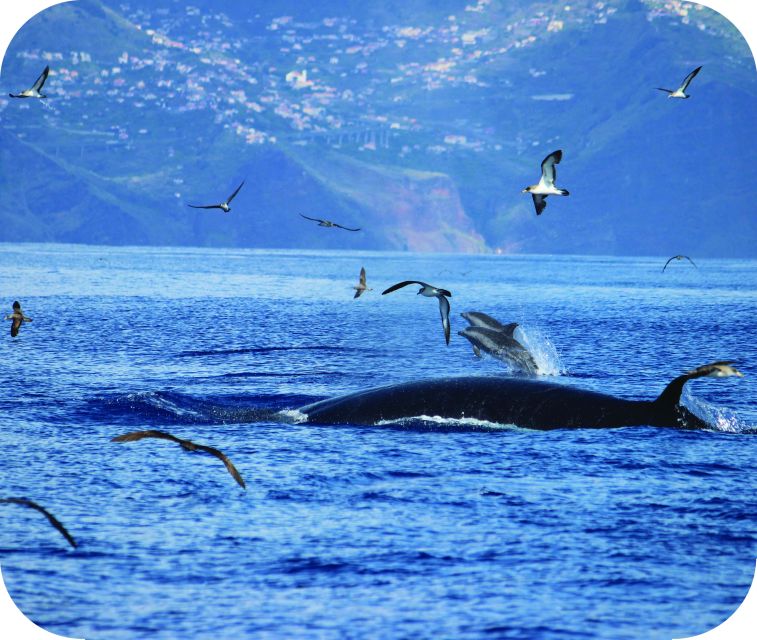 From Calheta: Whale and Dolphin Watching RIB Boat Tour - Madeira from the water