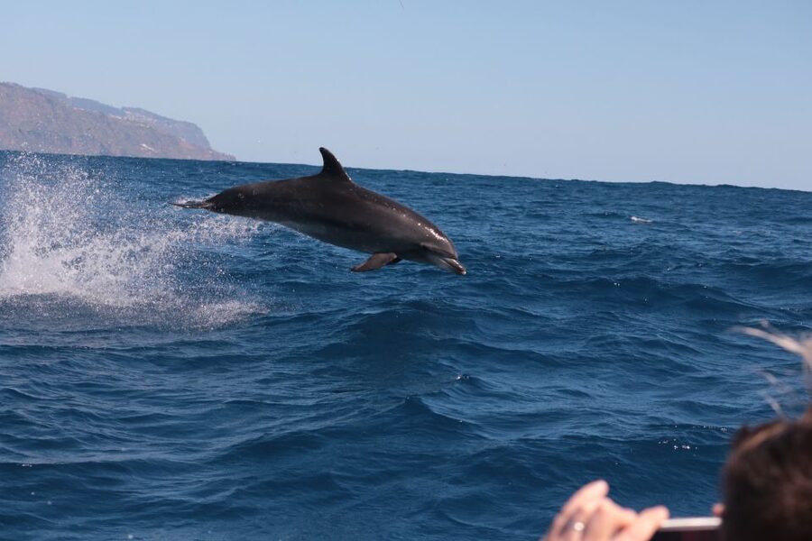 From Calheta: Whale and Dolphin Watching RIB Boat Tour - The ride: exciting, but not gentle