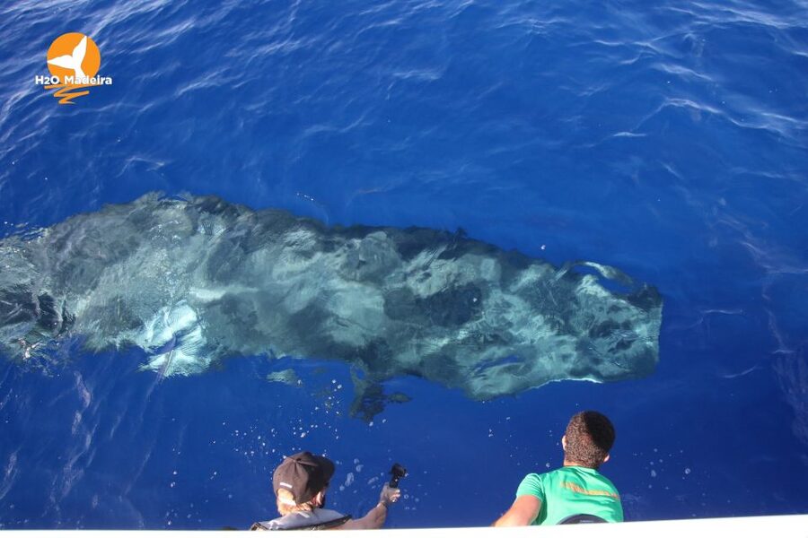 From Calheta: Whale and Dolphin Watching RIB Boat Tour - Who will enjoy this trip most