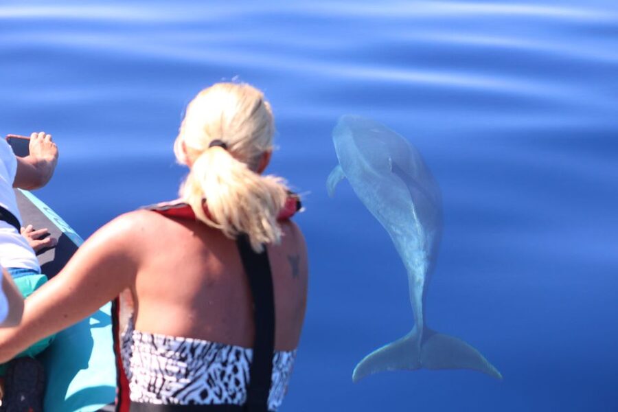 From Calheta: Whale and Dolphin Watching RIB Boat Tour - How the two-hour search works
