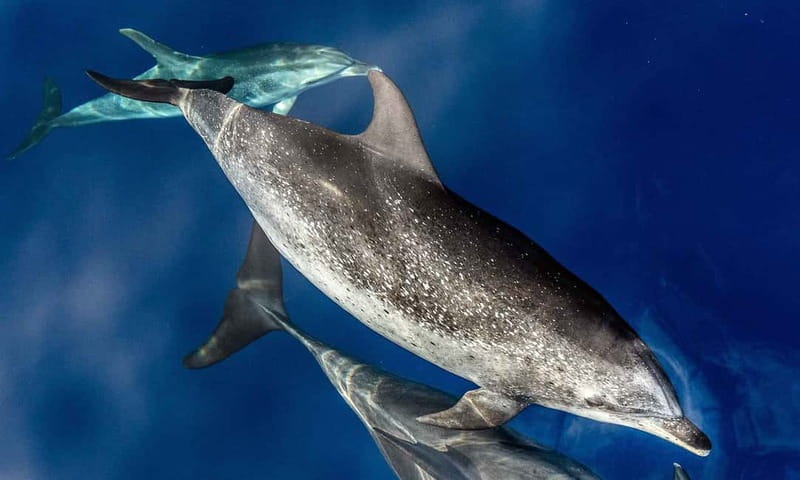 From Funchal: Ecological Catamaran Dolphin Whale Watching - Key points to know before booking
