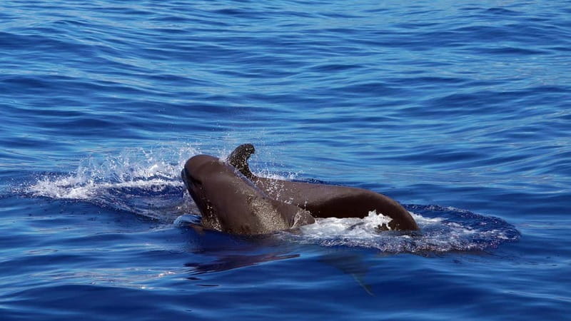 From Funchal: Ecological Catamaran Dolphin Whale Watching - The boat: two decks, large nets, and room to move