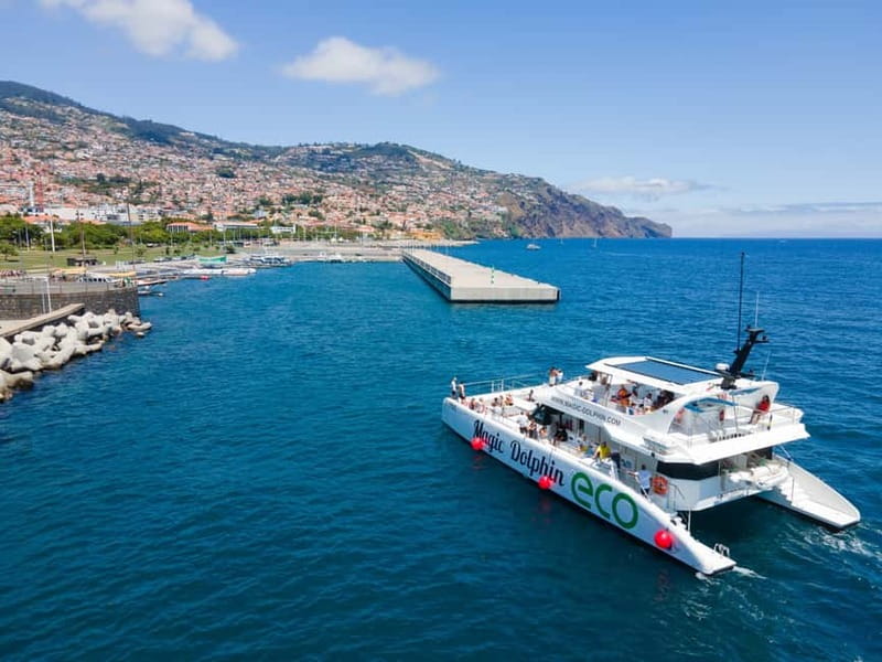 From Funchal: Ecological Catamaran Dolphin Whale Watching - What dolphin and whale sightings can be like