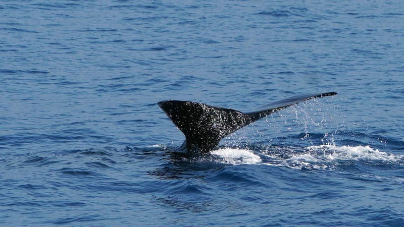 From Funchal: Ecological Catamaran Dolphin Whale Watching - Why the $40 price can make sense