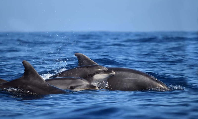From Funchal: Ecological Catamaran Dolphin Whale Watching - Practical tips for a better trip