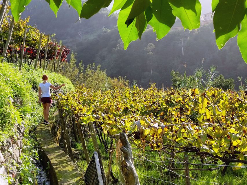 From Funchal: Full-Day Madeira Wine Tour with Lunch - Why this wine tour is more than a tasting circuit