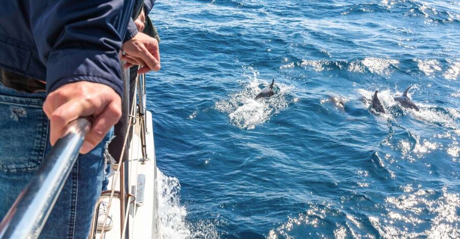 From Funchal: Madeira Dolphin and Whale Watching Tour - The no-sighting policy and what it really means