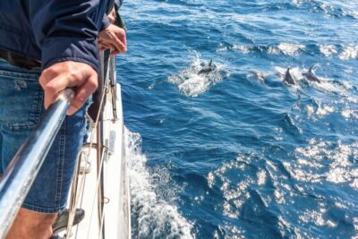 Madeira Dolphin and Whale Watching Tour