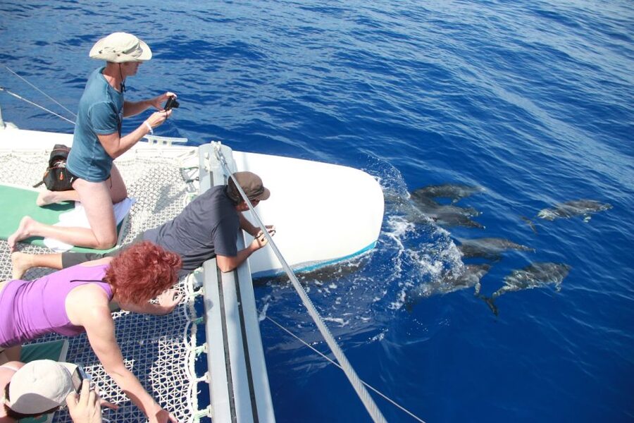 From Funchal: Madeira Dolphin and Whale Watching Tour - The return along Madeira’s south coast