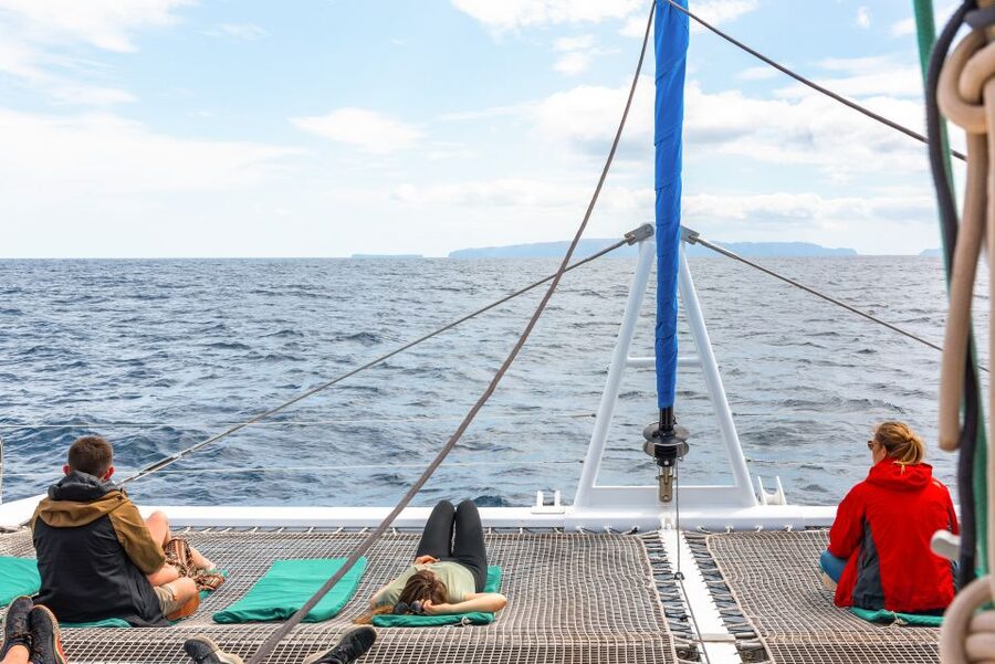 From Funchal: Madeira Dolphin and Whale Watching Tour - What $47 buys you