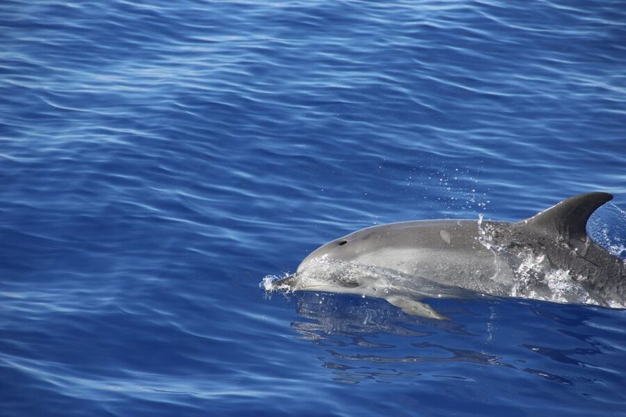 From Funchal: Madeira Dolphin and Whale Watching Tour - Who will enjoy this catamaran most