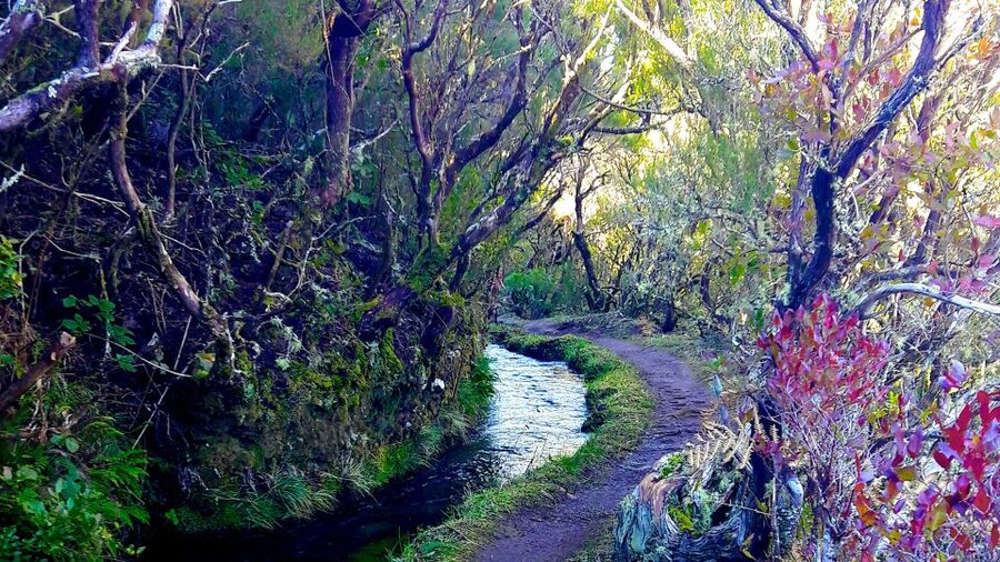 From Funchal: Madeira Lakes Levada Guided Hike - Waterfalls, rock pools, and the best stops