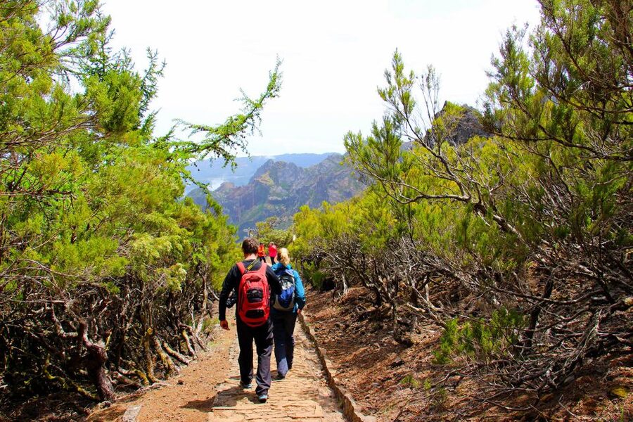 From Funchal: Madeira Peaks Mountain Walk - Native plants and Madeira’s old heather forest