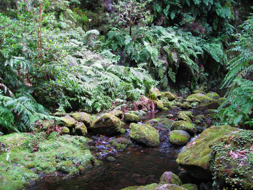 From Funchal: São Jorge Valleys Levada Walk - Waterfalls, wet shoes, and Ribeiro Bonito
