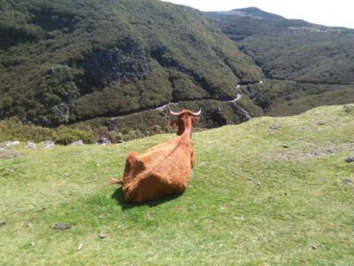 West Madeira and Laurel Forest Day Trip