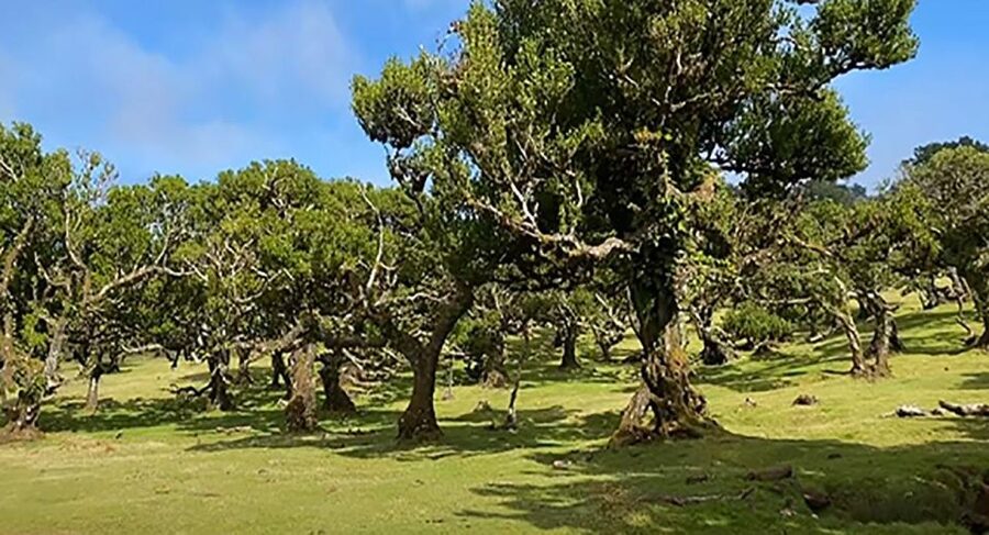 From Funchal: West Madeira Waterfalls and Fanal Forest Tour - São Vicente gives the north coast a gentler finish