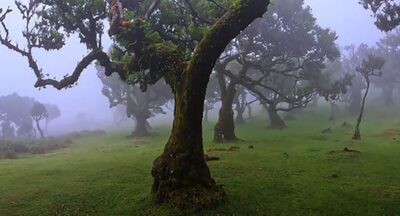 West Madeira Waterfalls and Fanal Forest Tour