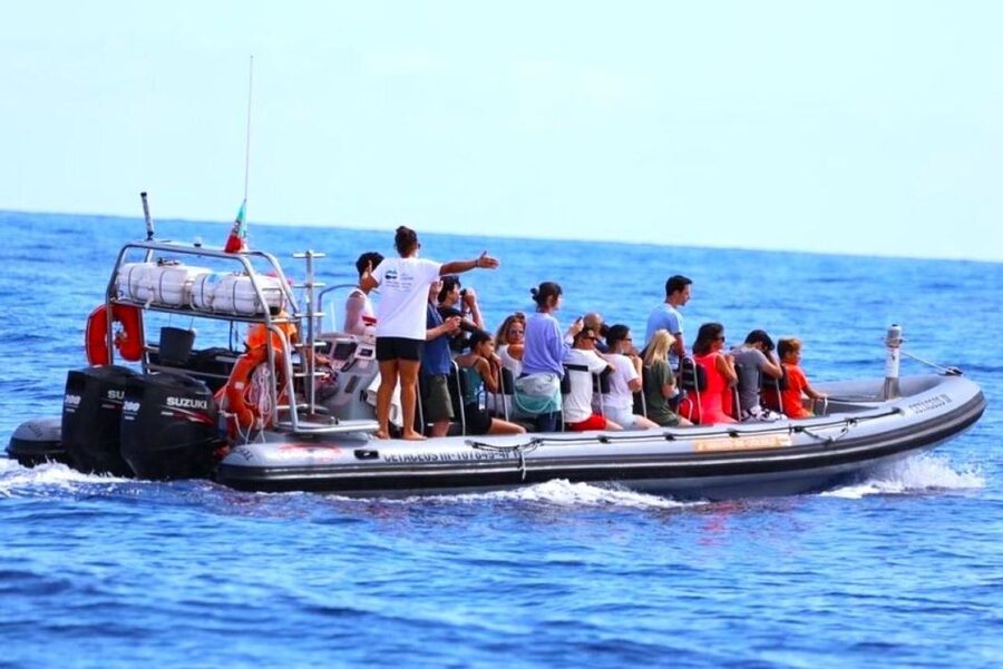 From Funchal: Whale and Dolphin Watching - What you get for $56