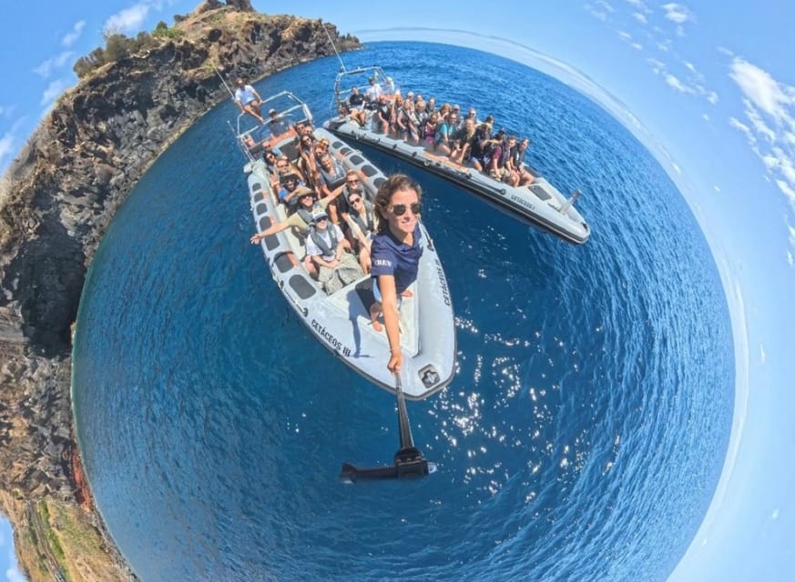 From Funchal: Whale and Dolphin Watching - Out on the Atlantic with land spotters guiding the way