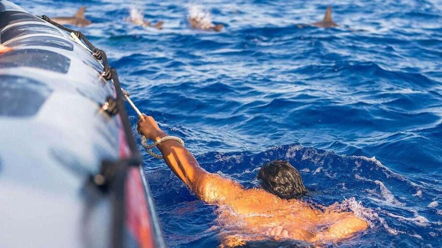 From Funchal: Whale and Dolphin Watching - What you might see near Madeira