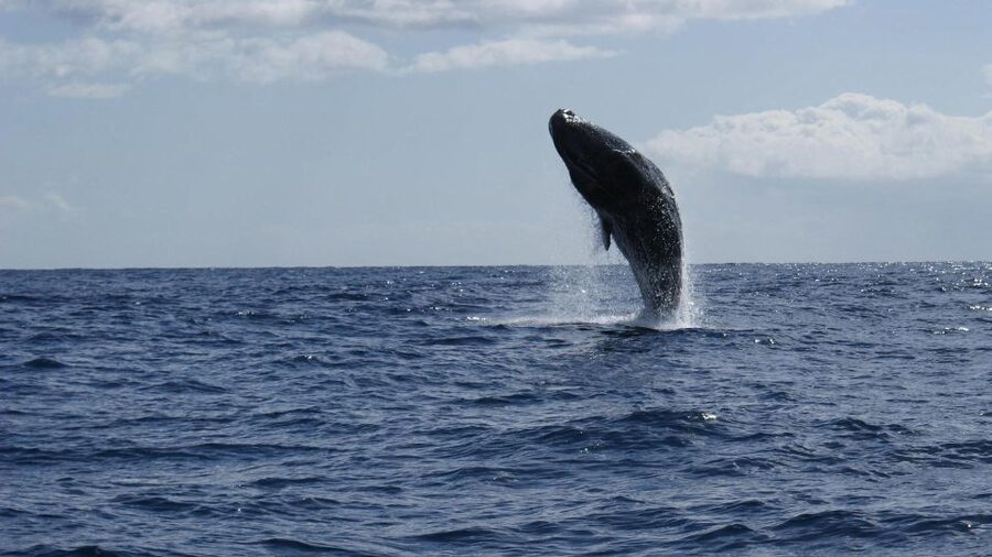 From Funchal: Whale and Dolphin Watching - How close do the animals come?