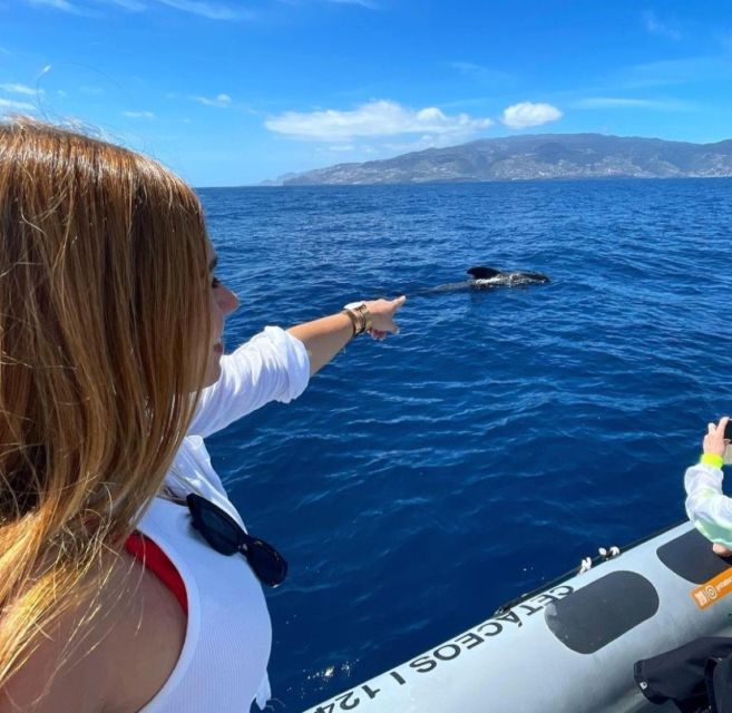 From Funchal: Whale and Dolphin Watching - The ride itself: fast, wet, and sometimes rough