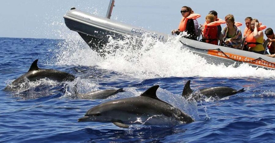 From Funchal: Whale and Dolphin Watching - Finding the office at Galerias de São Lourenço