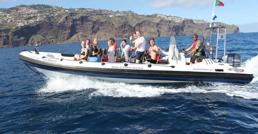 From Funchal: Whales and Dolphin Adventure Tour - Key points to know before booking