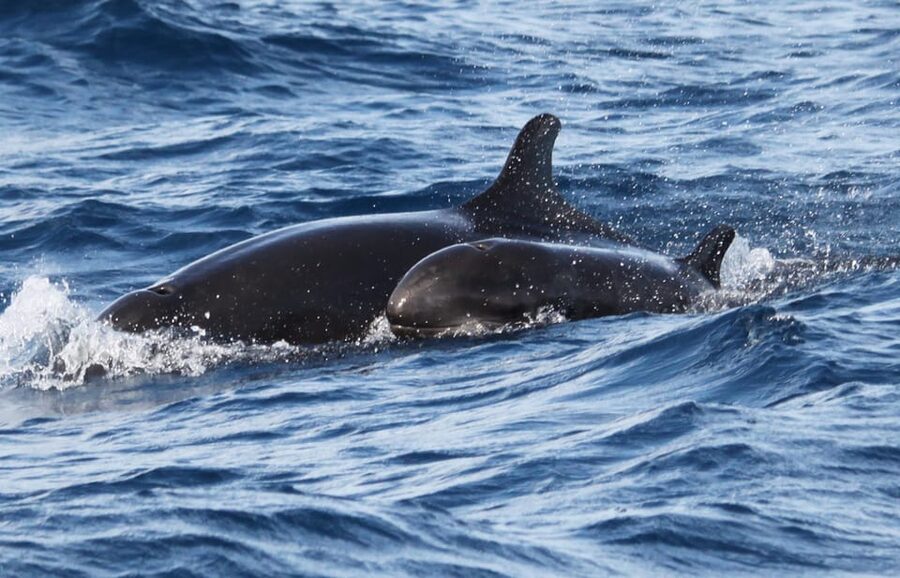From Funchal: Whales and Dolphin Adventure Tour - Practical details at a glance