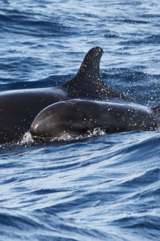 From Funchal: Whales and Dolphin Adventure Tour - Two hours of searching Madeira’s open sea